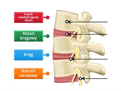 Budowa kręgosłupa