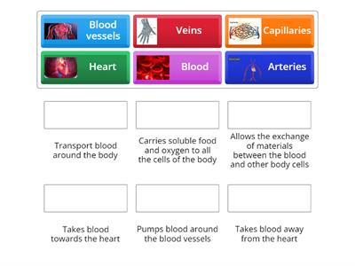 Circulatory system match cards