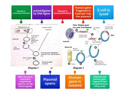 With the aid of a diagram, explain the steps involved in the production of a recombinant plasmid 