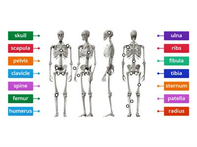 Human skeleton