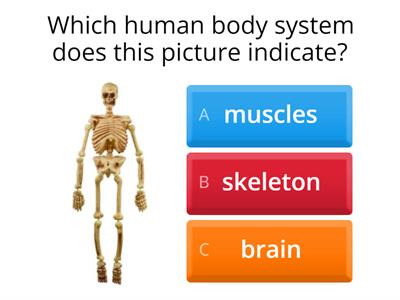 Bones  Quiz
