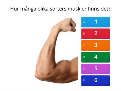 Muskler frågor