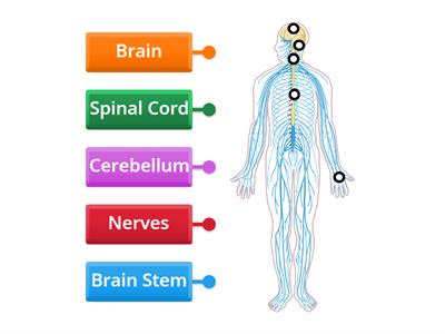 The Nervous System 