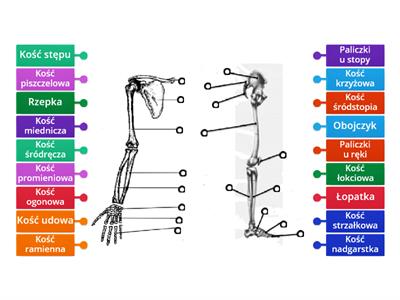 Kości kończyny górnej i dolnej