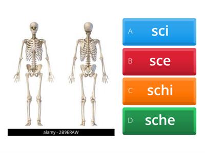 sci\sce - schi\sche