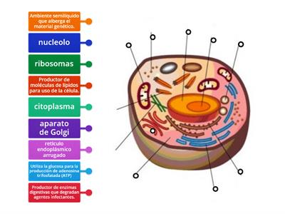 La célula: Estructura y función