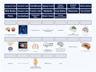 Nervous System