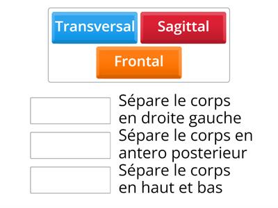 Plans anatomiques