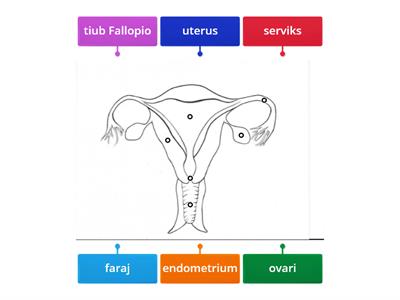 BIOLOGI: Anatomi Sistem Pembiakan Perempuan