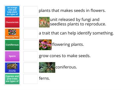 Classify Plants