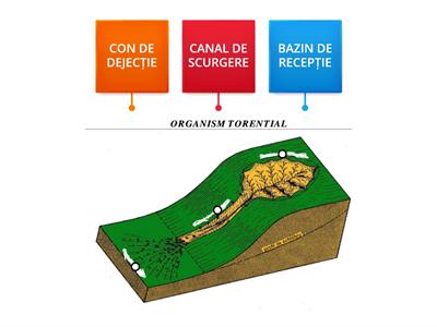 ELEMENTELE UNUI ORGANISM TORENȚIAL