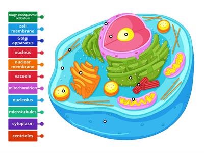 Animal Cell (Parts)