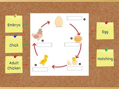 Life cycle of Chicken 