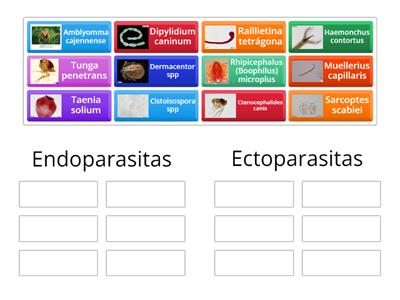 Associe os grupos dos parasitos de interesse veterinario 4 *