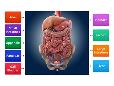 The Digestive System