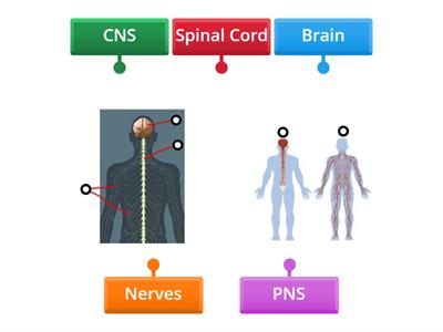 Nervous System