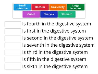 Digestive system 2