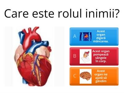 Organele interne: Inima și sângele