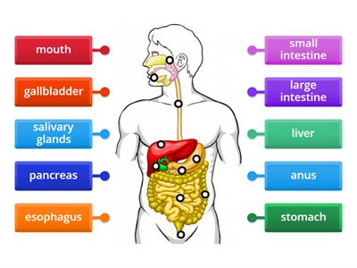 The Digestive System - YHIMS