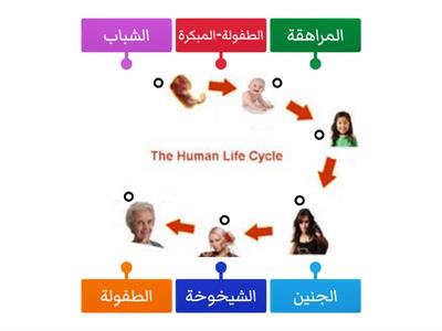 دورة-حياة-الانسان