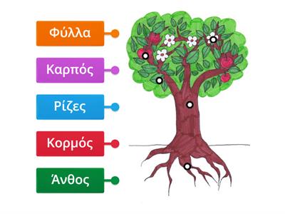 Τα μέρη του φυτού ΙΙ (λεκτικό)