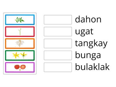 Hanapin ang katumbas na pangalan ng mga bahagi ng halaman