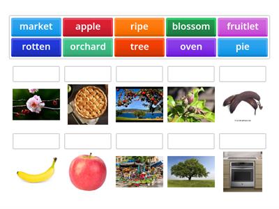 Word Wall- Apples Vocab pictures