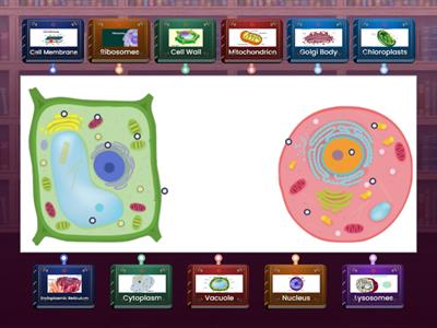 Parts of Cells