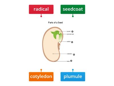 parts of seed