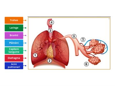 Anatomia sistemului respirator