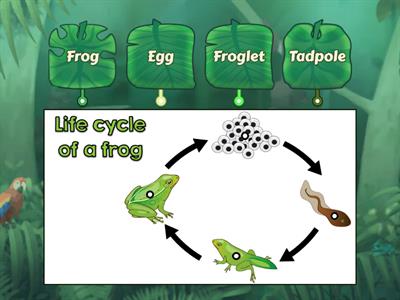 The life cycle of a frog