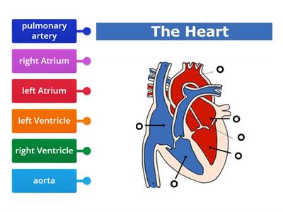 Diagram of The Heart Year 6