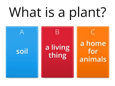 The Life Cycle of Plants