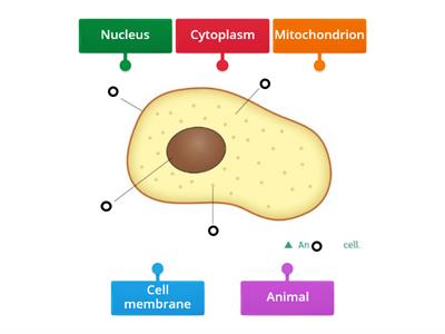 J.c. animal Cell labelling