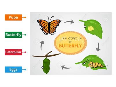 Il ciclo di vita di una farfalla