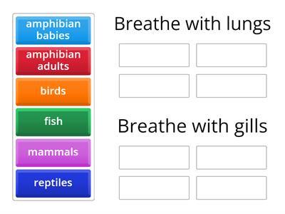 Characteristics of Vertebrates (breathing)