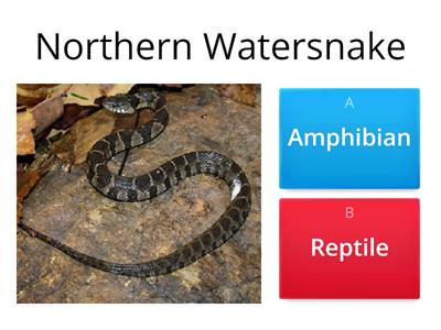 Amphibian or Reptile?