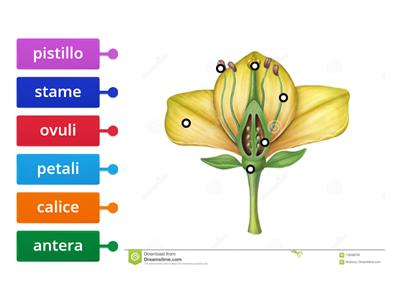 La struttura del fiore.