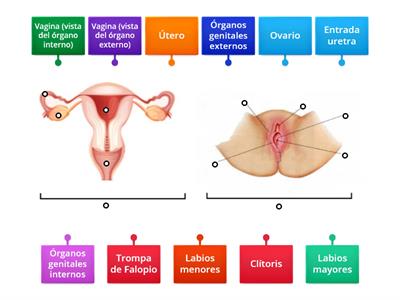  1°A Anatomía del aparato reproductor femenino 