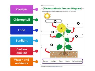 Y4 Photosynthesis