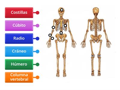 El esqueleto humano (1)