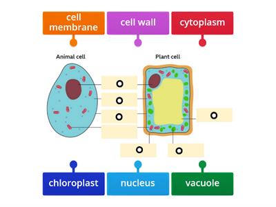  Animal and plant cells