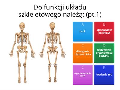 Aparat Ruchu Budowa Szkieletu - Materiały Dydaktyczne