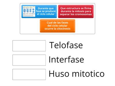 Ciclo celular