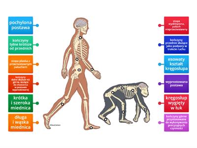 Budowa ciała człowieka i małpy człekokształtnej