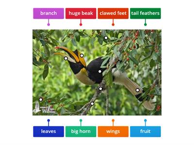 Great Hornbill- Animals of the rainforest emergent layer