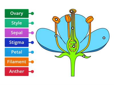 Y4 Parts of a Flower