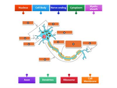 CAX KS4 Biol structure of a nerve