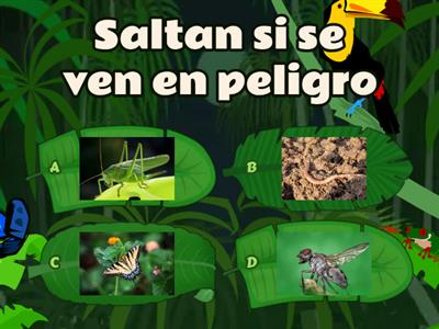 Cuestionario sobre insectos 