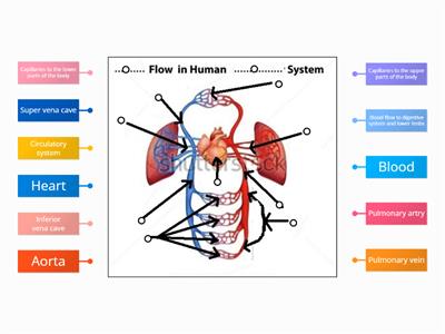 Yassein_Circulatory system 